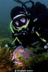 Giant Australian Cuttlefish impress photography group wit... by Elizabeth Solich 